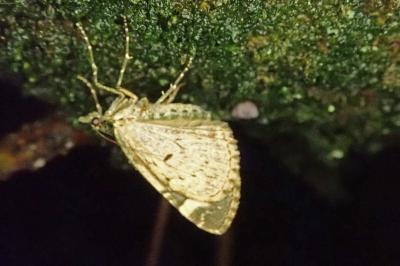 <i>Chloroclysta siterata</i>