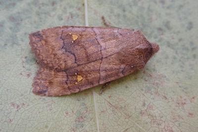 <i>Eupsilia transversa</i>