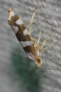 <i>Argyresthia brockeella</i>