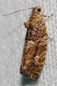 <i>Eudemis profundana</i>