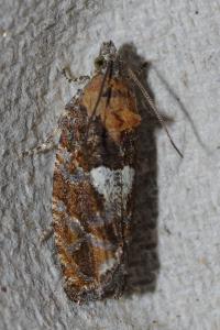 <i>Eudemis profundana</i>