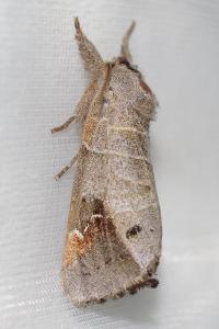<i>Clostera anachoreta</i>