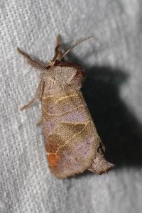 <i>Clostera pigra</i>