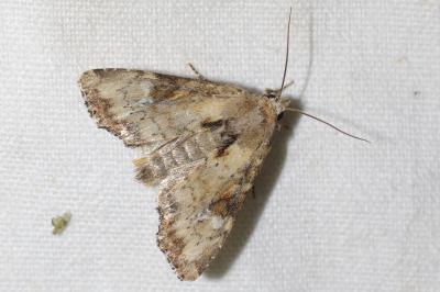 <i>Apamea scolopacina</i>