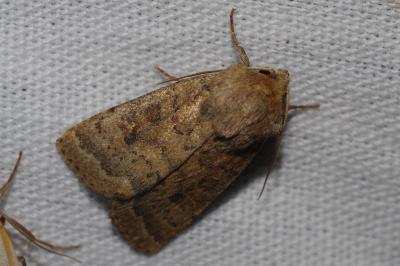 <i>Hoplodrina octogenaria</i>
