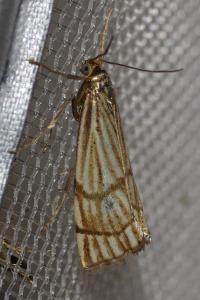 <i>Chrysocrambus linetella</i>