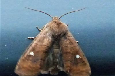 <i>Eupsilia transversa</i>