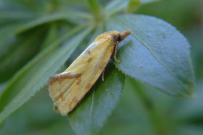 <i>Agapeta hamana</i>