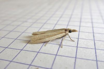 <i>Anerastia lotella</i>