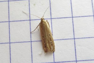 <i>Limnaecia phragmitella</i>