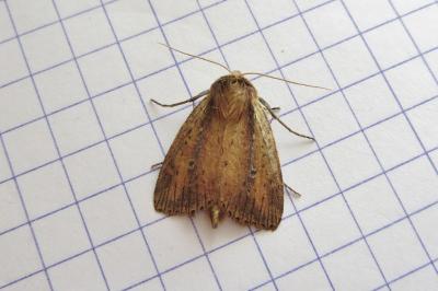 <i>Archanara dissoluta</i>