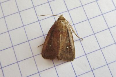 <i>Lenisa geminipuncta</i>