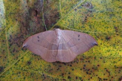 Watsonalla uncinula