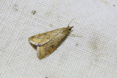 <i>Udea ferrugalis</i>