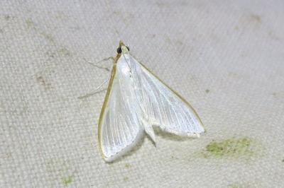 <i>Palpita vitrealis</i>