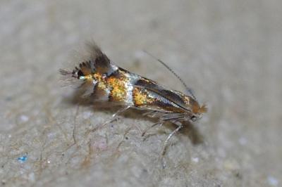 <i>Phyllonorycter ulmifoliella</i>