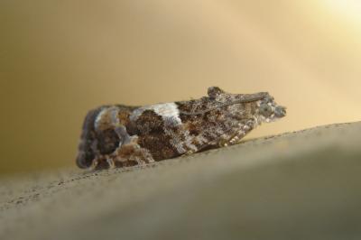 <i>Eudemis profundana</i>