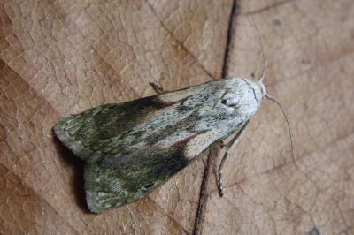 <i>Aphomia sociella</i>