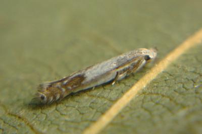 <i>Lyonetia clerkella</i>