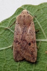 <i>Leptologia blidaensis</i>