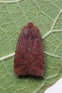 <i>Conistra ligula</i>