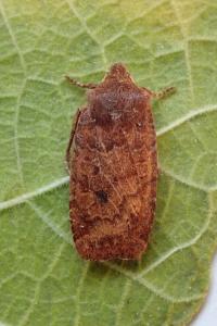 <i>Conistra vaccinii</i>