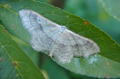 <i>Idaea aversata</i>