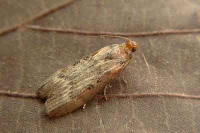 <i>Lamoria anella</i>