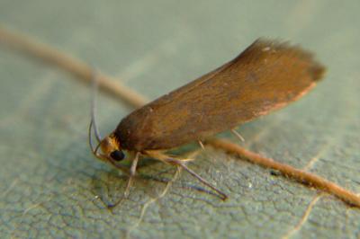 <i>Crassa unitella</i>