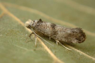 <i>Paraswammerdamia nebulella</i>