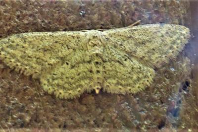 <i>Idaea seriata</i>
