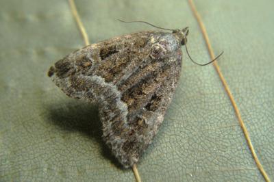 <i>Deltote pygarga</i>