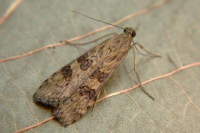 <i>Nomophila noctuella</i>