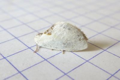 <i>Cilix hispanica</i>