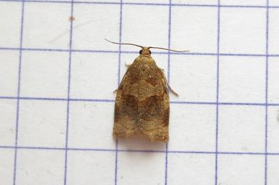 <i>Archips rosana</i>