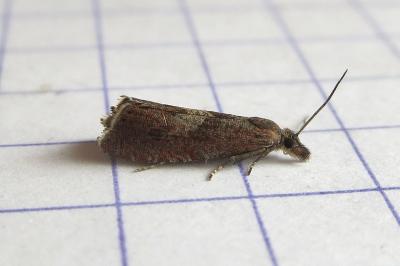 <i>Dichrorampha acuminatana</i>