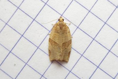 <i>Pandemis cerasana</i>