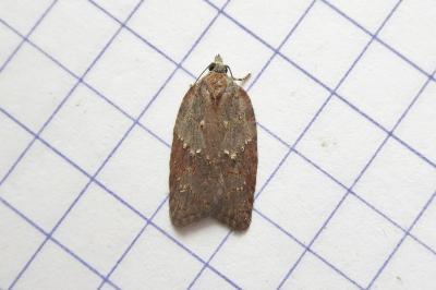 <i>Acleris sparsana</i>