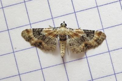 <i>Eupithecia linariata</i>