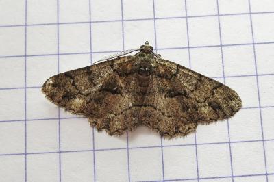 <i>Peribatodes ilicaria</i>