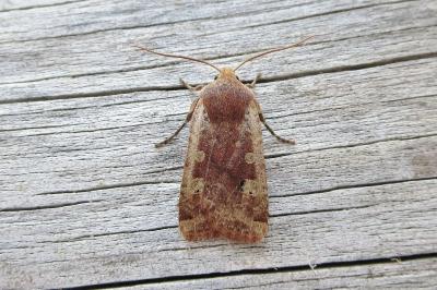 <i>Conistra erythrocephala</i>