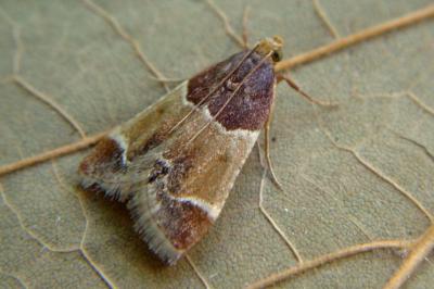 <i>Pyralis farinalis</i>