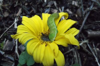 <i>Phlogophora meticulosa</i>