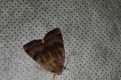 <i>Noctua janthe/janthina</i>