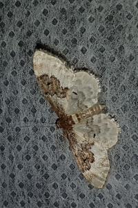 <i>Idaea rusticata</i>