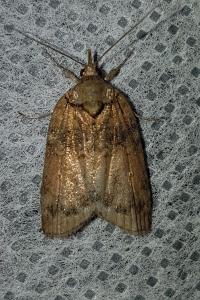 <i>Nycteola</i>