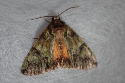 <i>Polyphaenis sericata</i>