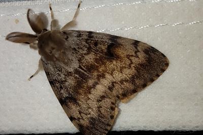 <i>Lymantria dispar</i>