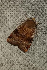 <i>Noctua janthe/janthina</i>