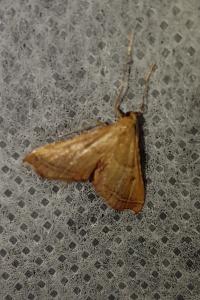 <i>Endotricha flammealis</i>